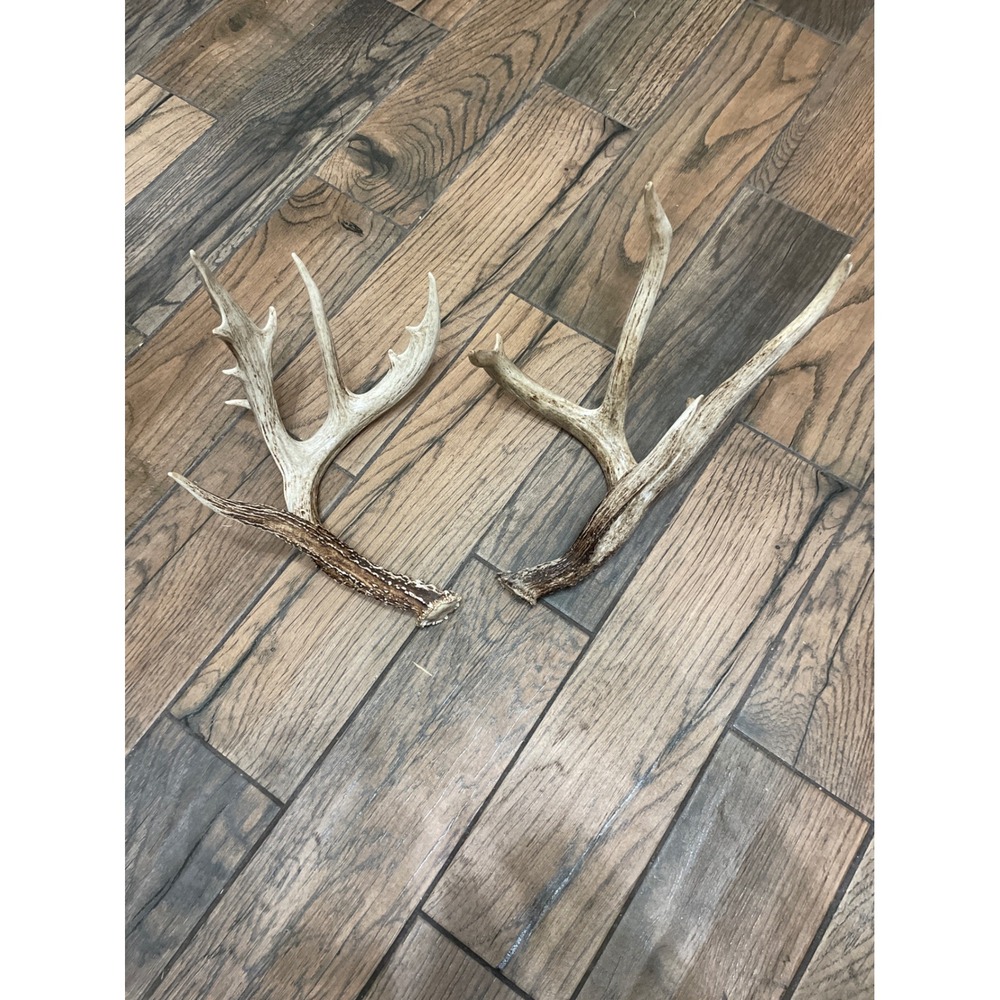 Natural Whitetail Deer Antler Sheds Pair Rustic Cabin Decor Taxidermy Crafts